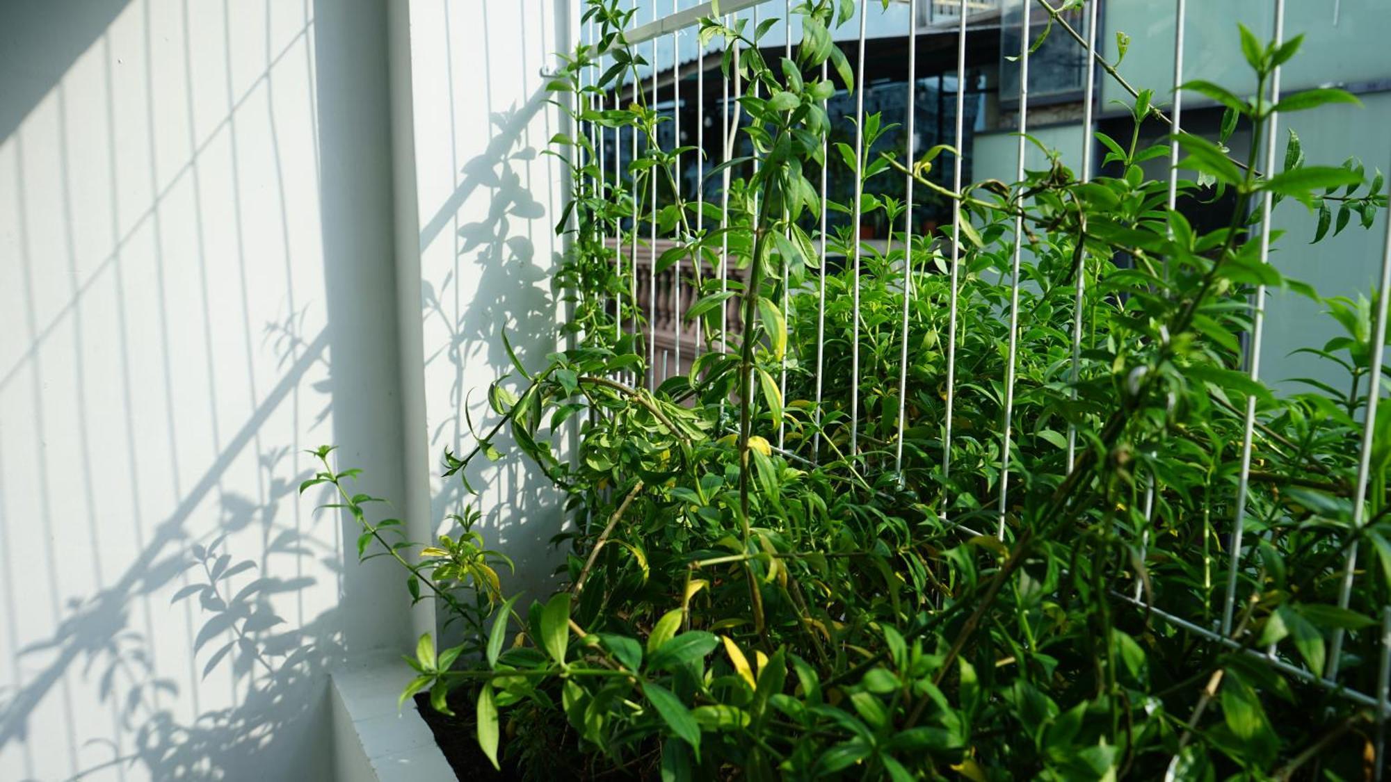 Maiam Homestay Ho Chi Minh-stad Buitenkant foto